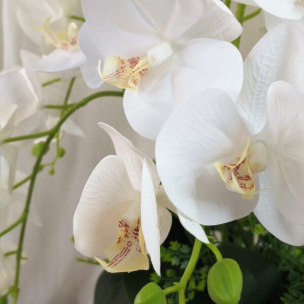 Arranjo de Orquídeas Brancas