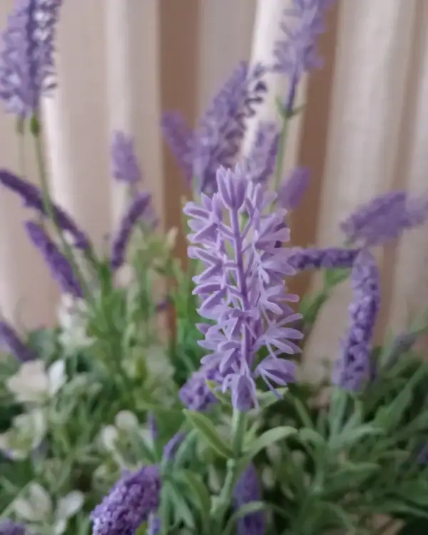 Lavanda roxa em vaso com fundo desfocado de cortina bege.